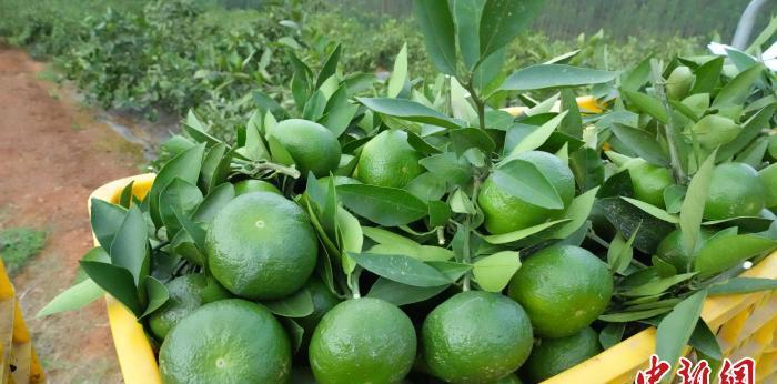 上山的小火車_小火車上山_爬山小火車