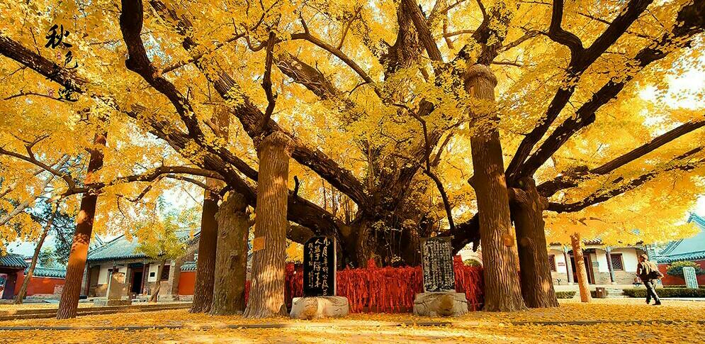 景點旅游莒縣路線_莒縣景點_莒縣旅游景點