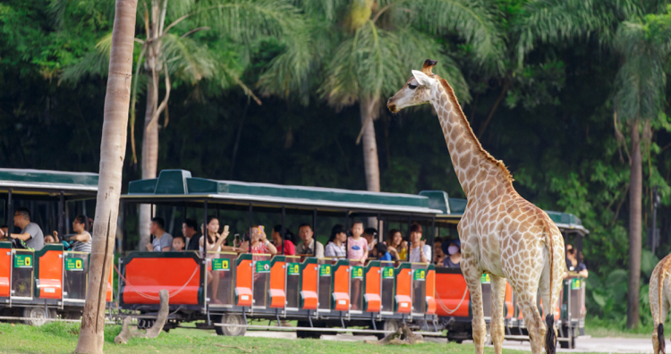自駕游長隆野生動物世界攻略_長隆動物世界自駕游門票_長隆動物世界自駕游