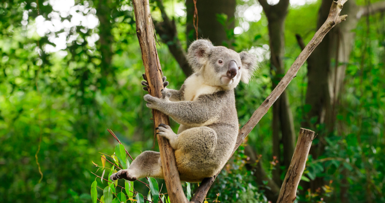 長隆動物世界自駕游_長隆動物世界自駕游門票_自駕游長隆野生動物世界攻略