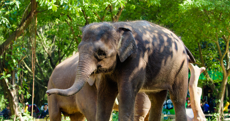 長隆動物世界自駕游_長隆動物世界自駕游門票_自駕游長隆野生動物世界攻略