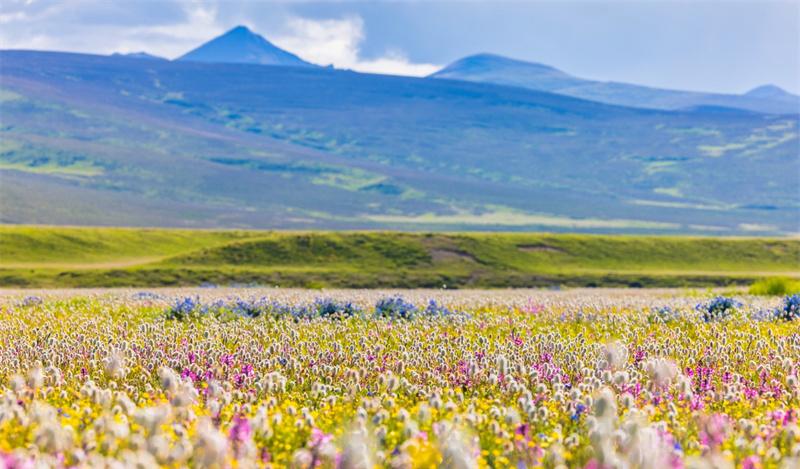 毛埡大草原花海