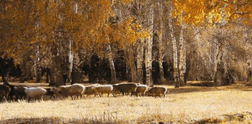 自駕游_八條自駕游_自駕游經典線路推薦