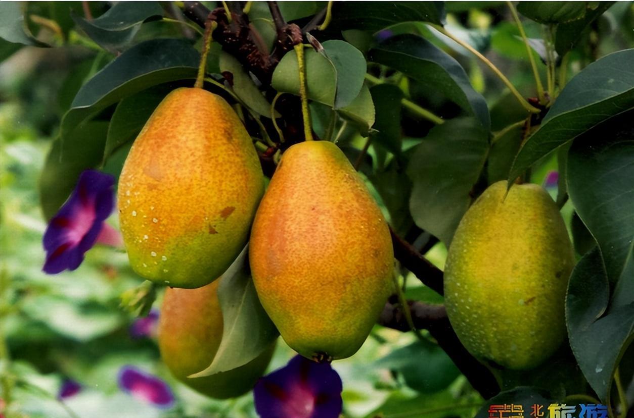 自駕北京周邊游景點(diǎn)大全集_自駕周邊游北京最佳路線_十一自駕游北京周邊