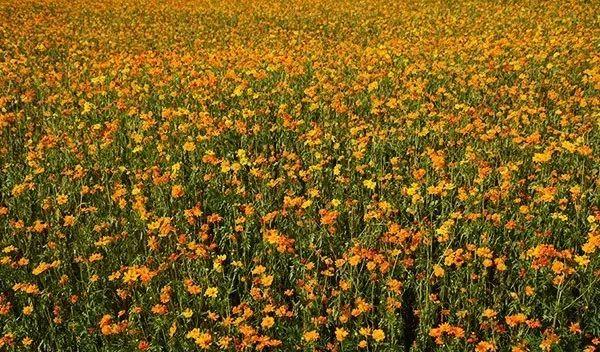 仙林火車站有去哪里的火車_仙林站營業(yè)時(shí)間_仙林火車站