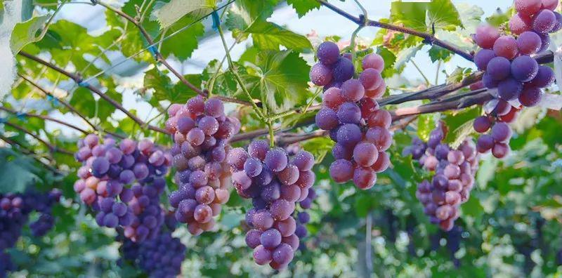 永康自駕周邊游_永康自駕游_永康附近自駕游