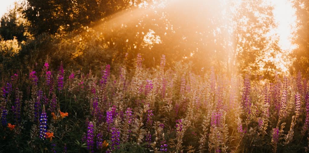 花海的魅力：美景與心靈撫慰的完美結合，多樣化的感官盛宴等你來