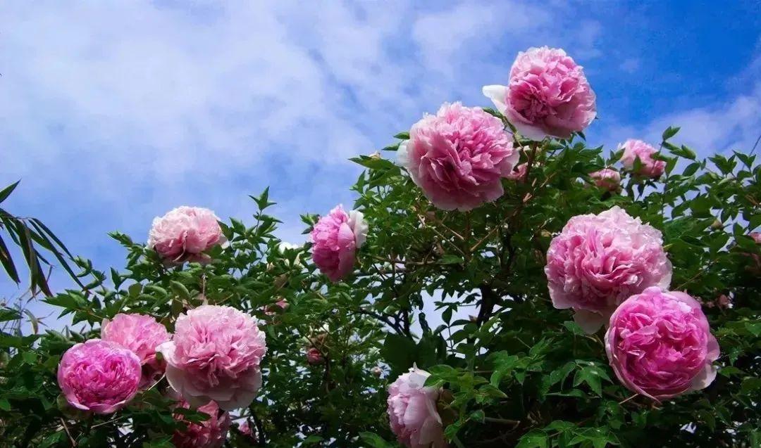 甘肅臨洮:歷史文化與自然景觀交相輝映,美食與紫斑牡丹獨具魅力