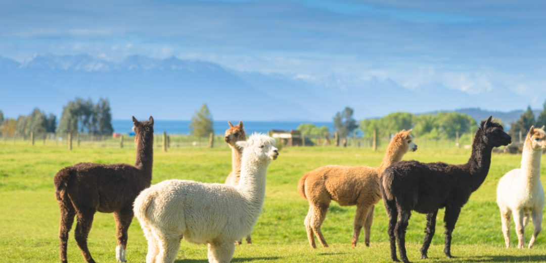 去澳洲旅游攻略_澳洲旅游線路推薦_澳洲攻略旅游去哪里好