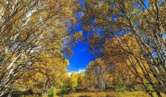 十一黃崗梁旅游_黃崗梁自駕游_黃岡市自駕游