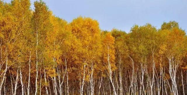 黃崗梁自駕游_黃岡市自駕游_十一黃崗梁旅游