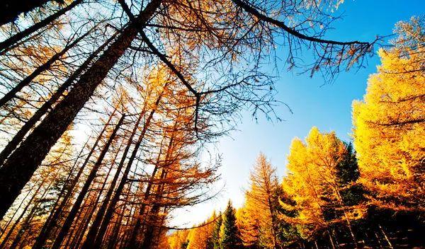 黃岡市自駕游_十一黃崗梁旅游_黃崗梁自駕游