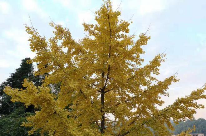 南雄銀杏自駕線路推薦:人少景美,四季如畫