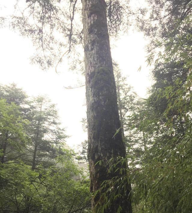 游記: 神龍架9天自駕游