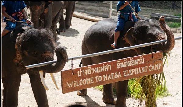 自駕游泰國要多久_自駕游泰國得多少費用_自駕游泰國需要準備什么