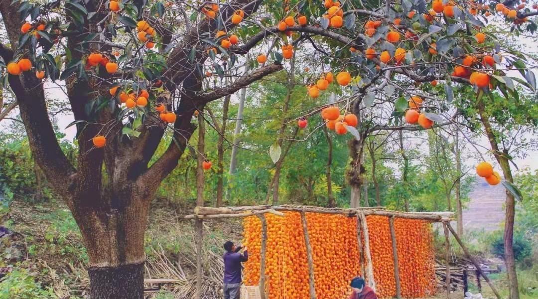 青州兩日旅游攻略,兩天時間讓你享受花樣青州