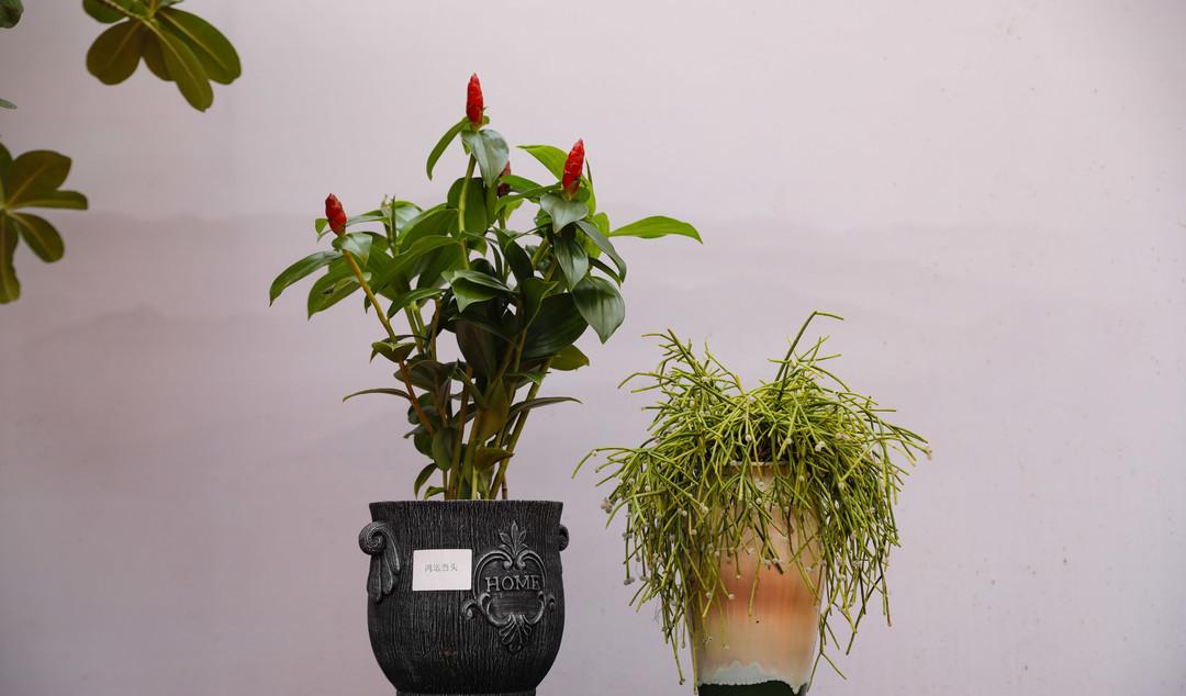 青州兩日旅游攻略,兩天時間讓你享受花樣青州