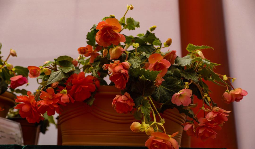 青州兩日旅游攻略,兩天時間讓你享受花樣青州