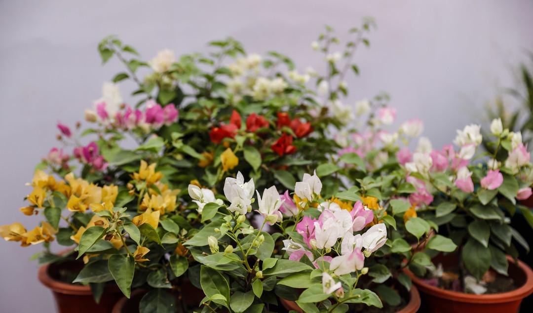 青州兩日旅游攻略,兩天時間讓你享受花樣青州