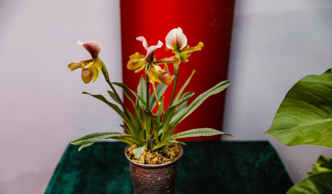 青州兩日旅游攻略,兩天時間讓你享受花樣青州