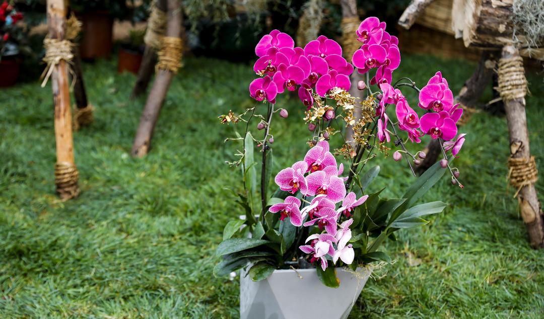 青州兩日旅游攻略,兩天時間讓你享受花樣青州