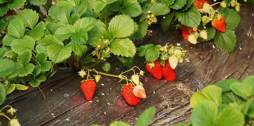 草莓采摘一日游_草莓采摘自駕游_摘草莓農(nóng)家樂(lè)