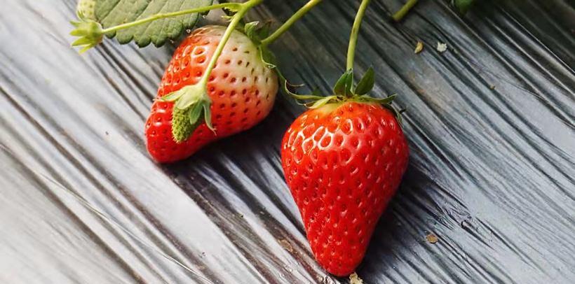 草莓采摘自駕游_草莓采摘一日游_摘草莓農(nóng)家樂(lè)