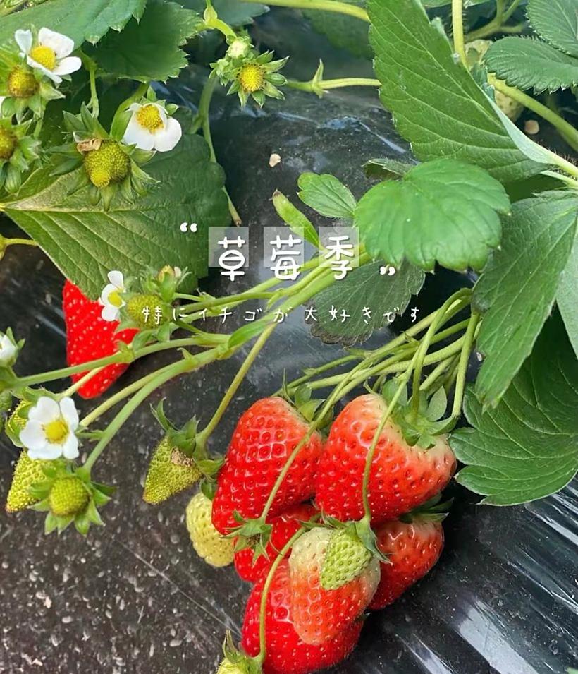 草莓采摘一日游_草莓采摘自駕游_摘草莓農(nóng)家樂(lè)