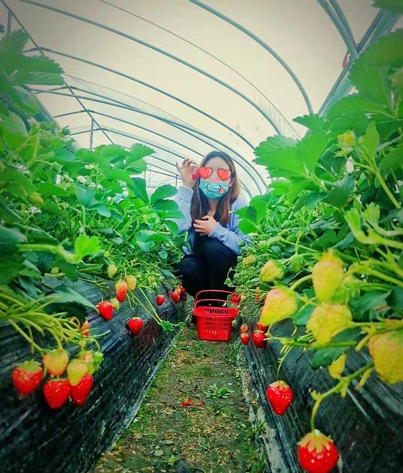 草莓采摘自駕游_摘草莓農(nóng)家樂(lè)_草莓采摘一日游