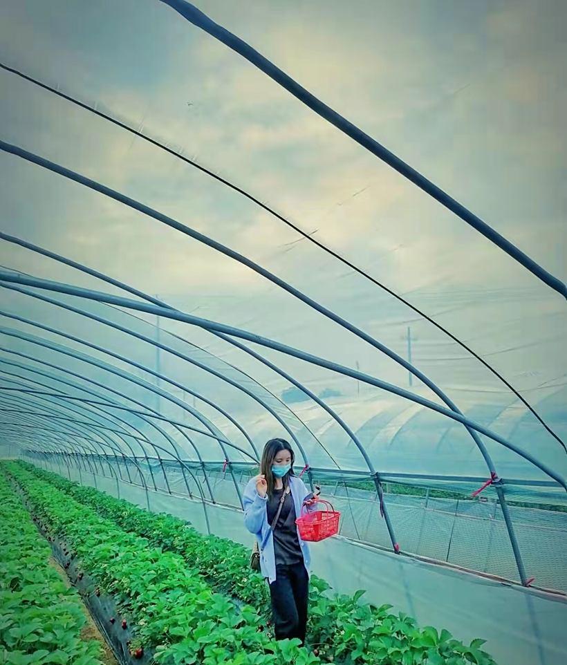 草莓采摘一日游_摘草莓農(nóng)家樂(lè)_草莓采摘自駕游