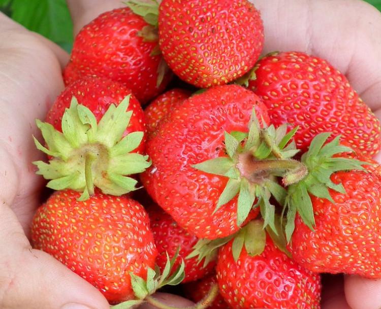 北京昌平草莓采摘攻略:十大熱門城市及周邊好去處推薦