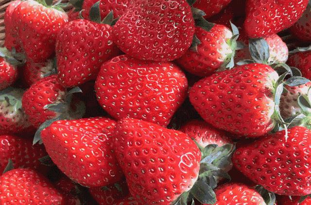 去草莓采摘園游記_采摘草莓地方_草莓采摘自駕游