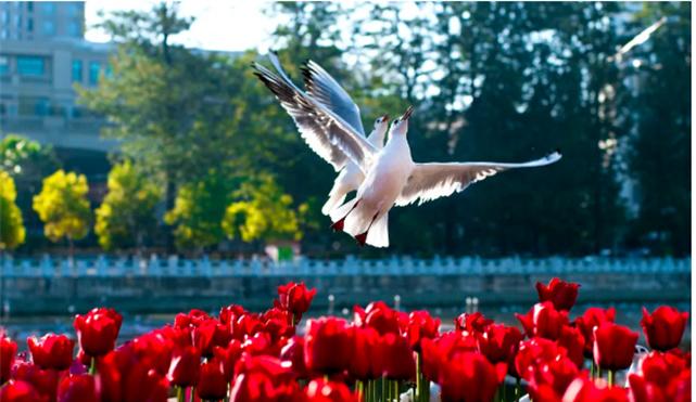 溫暖的冬日來昆明泡溫泉看海鷗品美食曬太陽