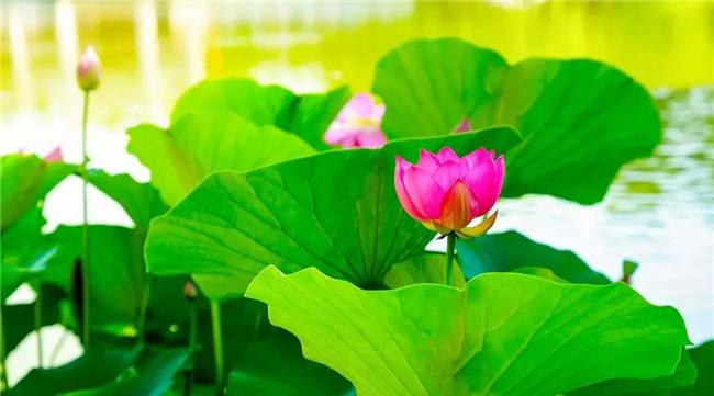 小荷才露尖尖角，早有蜻蜓立上頭，昆明“荷”你有約