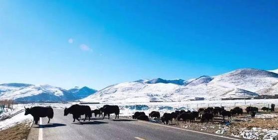 上海自駕西藏怎么安排線路