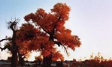 新疆庫爾勒旅游景點_新疆庫爾勒風景_新疆庫爾勒游記