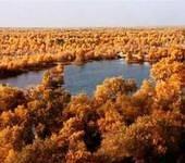 新疆庫爾勒游記_新疆庫爾勒風景_新疆庫爾勒旅游景點