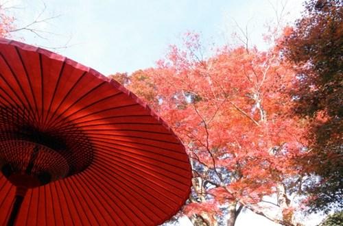 11 月旅游勝地:探尋京都秋葉詩篇與瑞士盧塞恩湖光山色