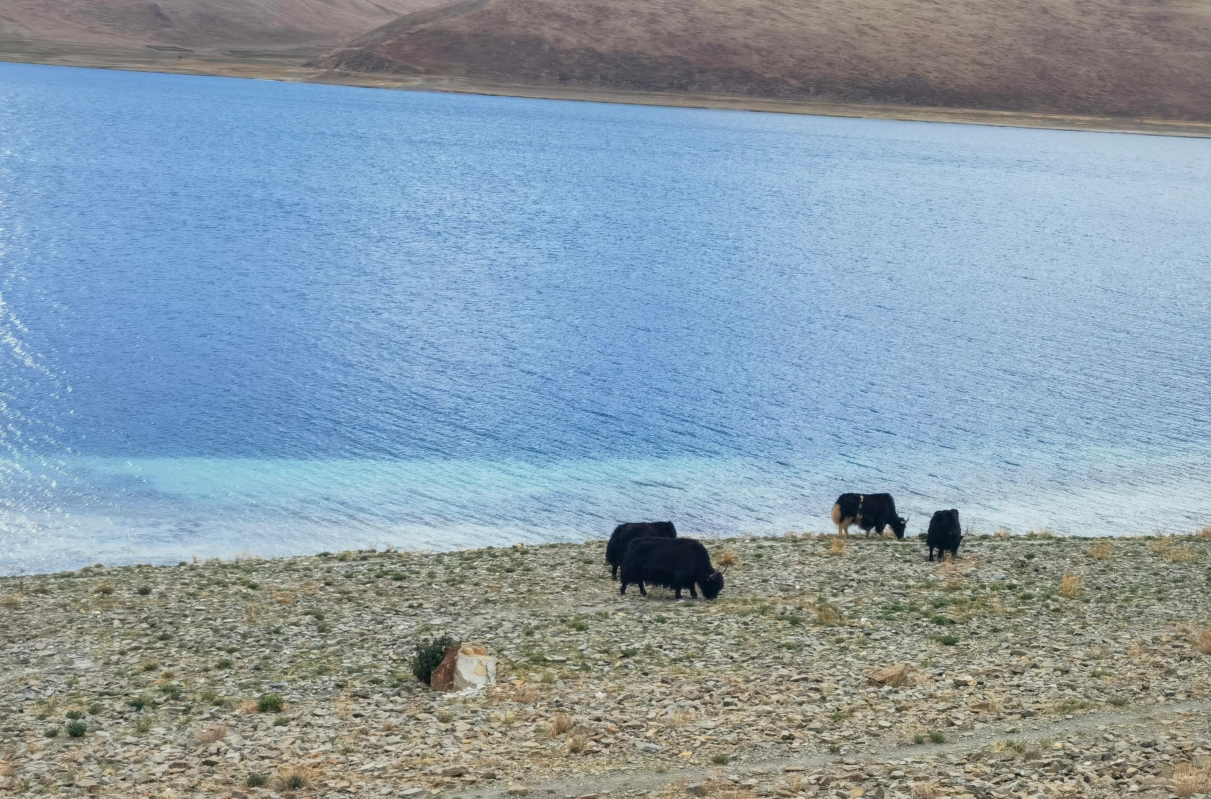 自駕拉薩攻略西安游去的路線_西安去拉薩自駕游攻略_自駕拉薩攻略西安游去最佳路線
