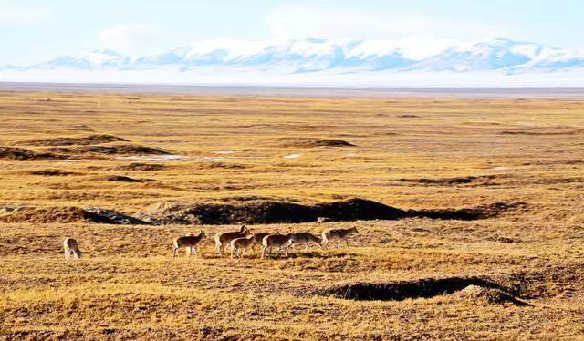 拉薩到西寧火車查詢_拉薩到西寧火車時刻_西寧到拉薩火車路線