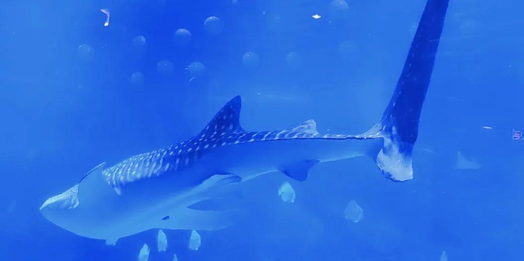 煙臺自駕大連攻略游路線_煙臺大連自駕_大連煙臺自駕游攻略