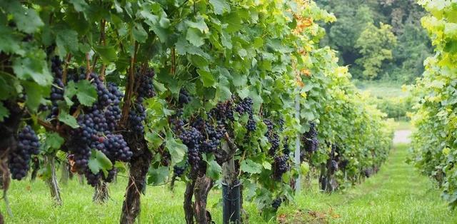 田園旅游_田園旅游景點(diǎn)_田園旅游景點(diǎn)有哪些