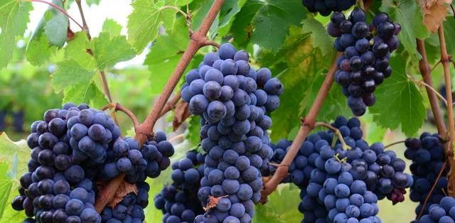 田園旅游景點(diǎn)有哪些_田園旅游景點(diǎn)_田園旅游