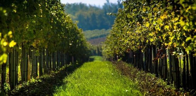 田園旅游景點(diǎn)_田園旅游景點(diǎn)有哪些_田園旅游