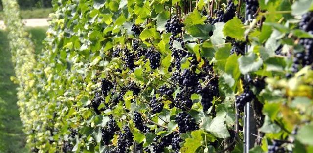 田園旅游景點(diǎn)_田園旅游_田園旅游景點(diǎn)有哪些