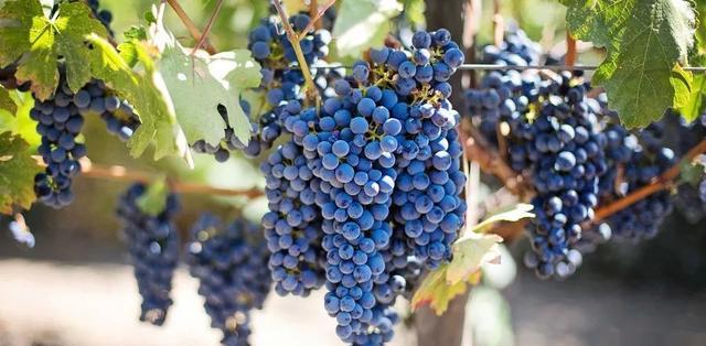 田園旅游景點(diǎn)_田園旅游景點(diǎn)有哪些_田園旅游