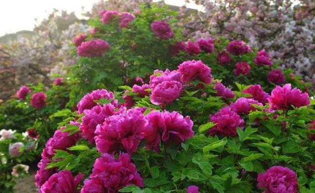 長春偽滿皇宮,歷史見證與文化瑰寶,等你來探索