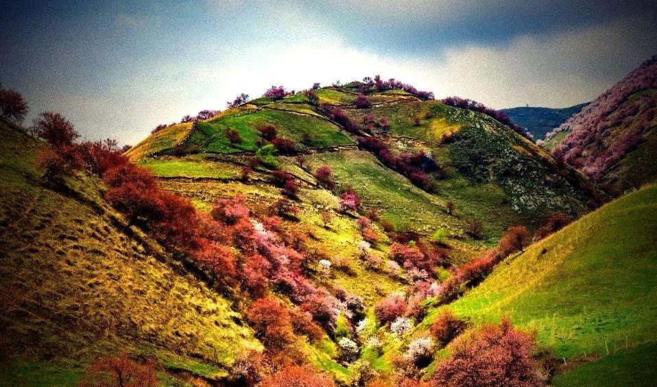 SUV 小車(chē)團(tuán)私人訂制，精準(zhǔn)把握吐?tīng)柛ㄆ冢嗉s最美杏花季