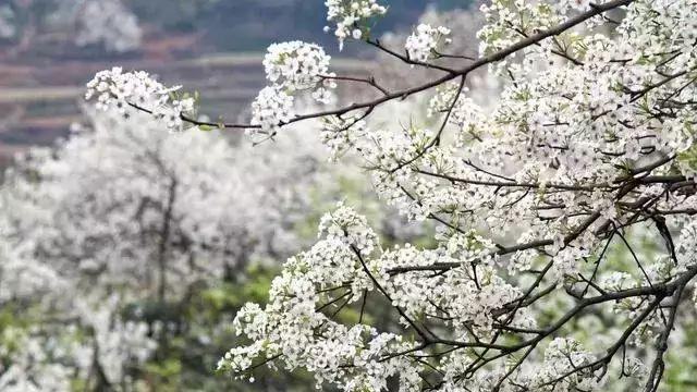 長沙踏青好去處:白沙鎮梨花與雙河路草莓基地等你來