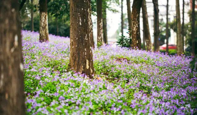長沙周邊一日自駕游推薦表_長沙周邊一天自駕游_長沙周邊2日游自駕游